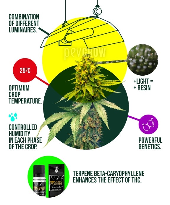 illustration showing the ideal parameters in indoor cannabis cultivation*