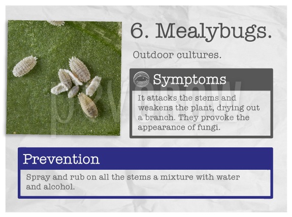 Identify the plague "Mealybugs".
