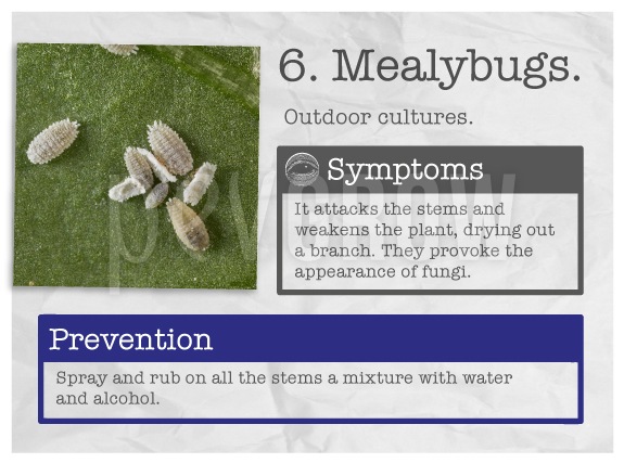  Identify the plague "Mealybugs".