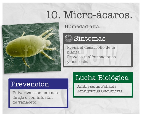 Identificar la plaga "micro-ácaros"