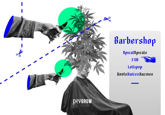 Imagen representando un barbero preparado para realizar una poda a una planta de marihuana