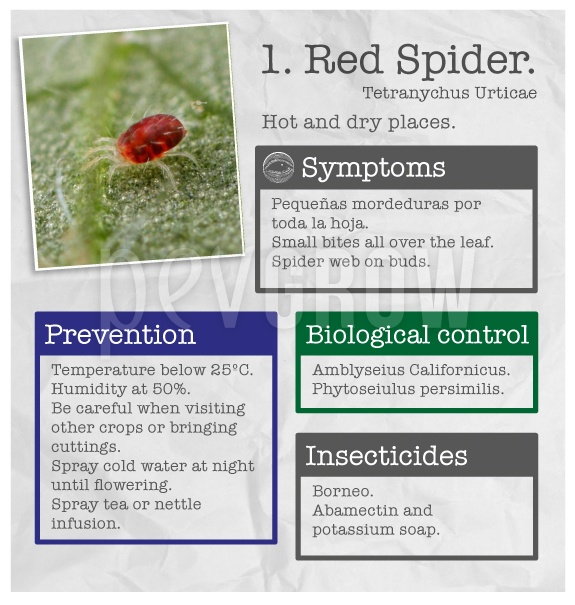 Identify the plague "Red Spider".