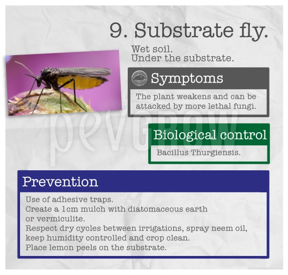 Identify the plague "Substrate fly".