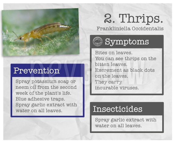 Identify the plague "Thrips".