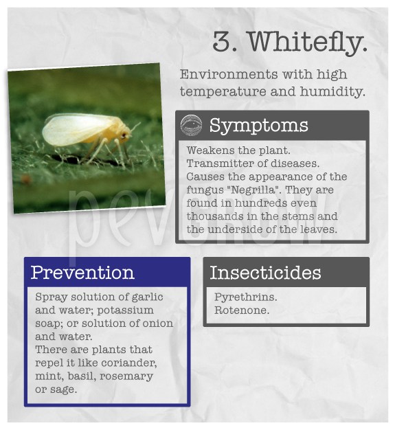 Identify the plague "Whitefly".