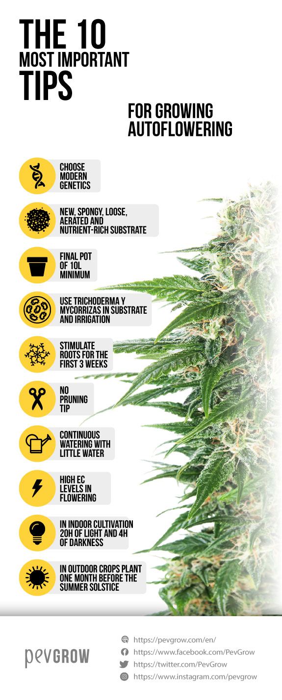 image of an infograph that represents the best way to cultivate autoflowering varieties*