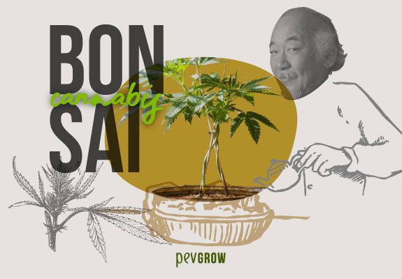 Photo showing Miyagi watering a marijuana bonsai