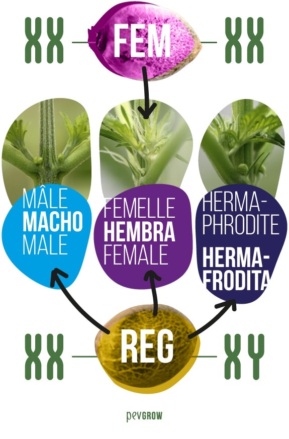 Semillas de marihuana: regulares vs feminizadas vs auto vs CBD