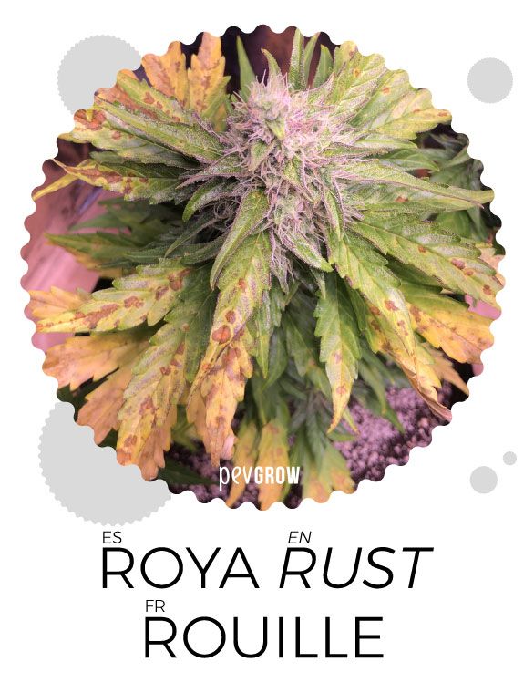 Los efectos del hongo Roya en la marihuana