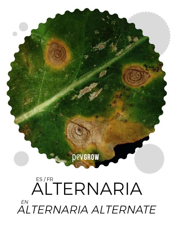 Effects of Alternaria on cannabis