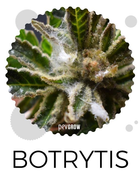 Effects of Botrytis on cannabis