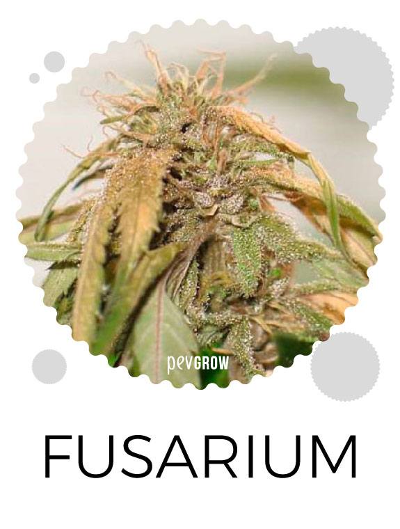 Effects of Fusarium on cannabis