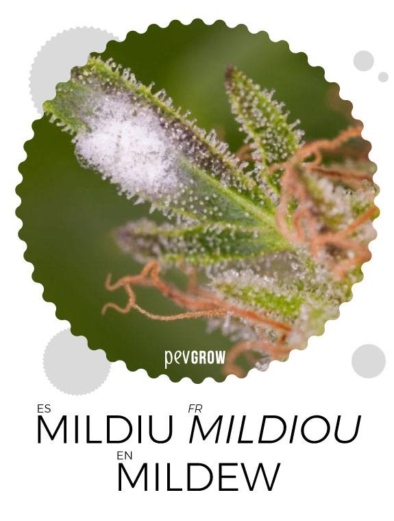 Effects of Mildew on cannabis