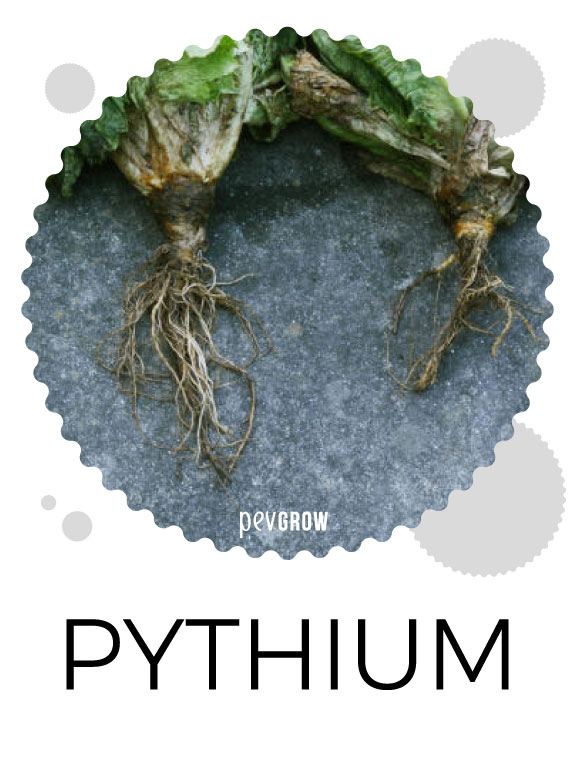 Effects of Pythium on cannabis