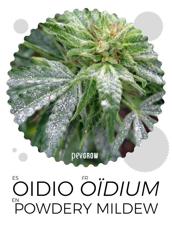 Les effets de l'oïdium sur le cannabis