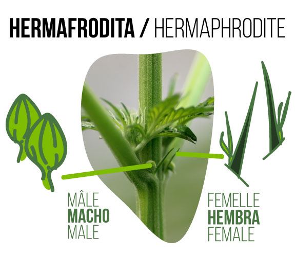 photograph of a hermaphrodite marijuana bud where you can see both male and female flowers*