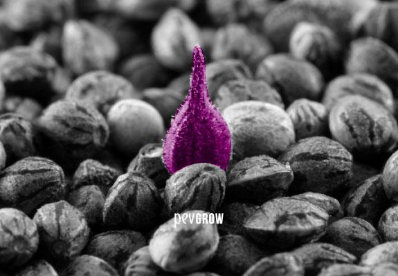 Image of a purple seed emerging from many others in black and white