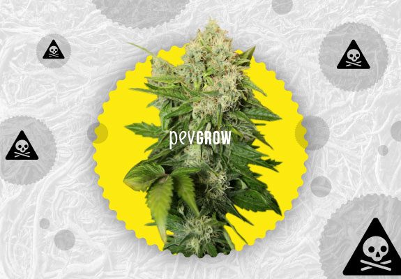 Image d'une plante de cannabis avec des signes de danger qui planent à l'arrière-plan.