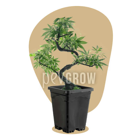 image d'une plante mère bonsaï conservée dans un pot de moins d'un litre pendant plus d'un an*.