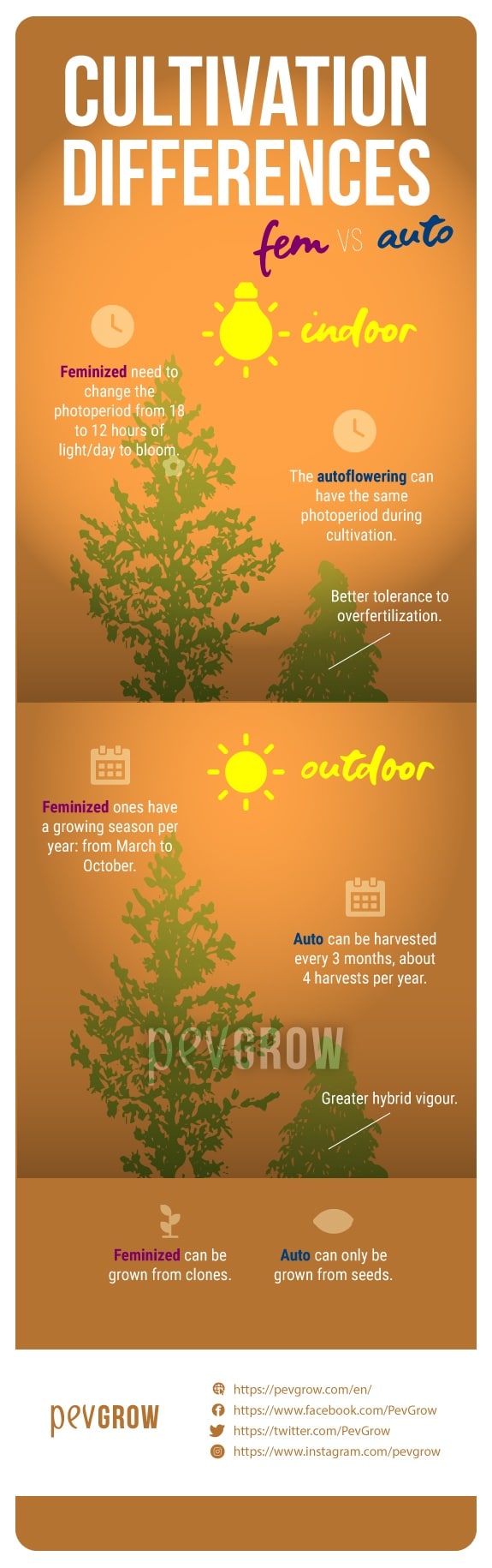 image showing the differences in cultivation between autoflowering and feminized plants*