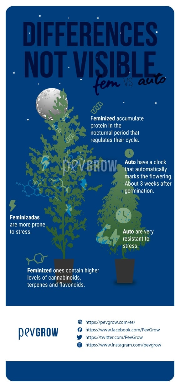image showing the non-visible differences between feminized and autoflowering plants*