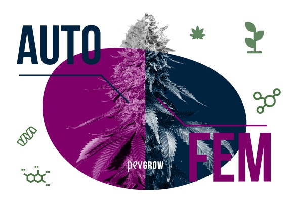 Feminized or autoflowering marijuana seeds