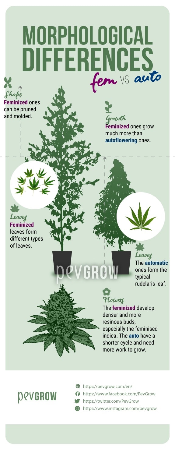 image showing morphological differences between autoflowering and feminized plants*