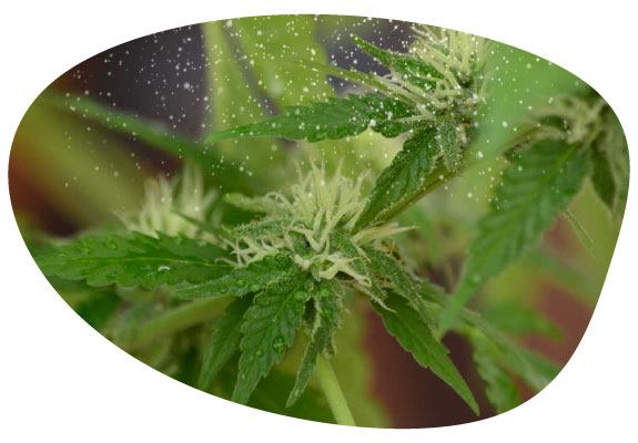 imagen donde se aprecia el fino polen producido por una planta revertida cayendo sobre flores hembra de cannabis*