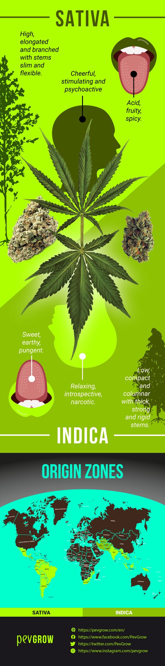 Infographics comparing the characteristics of a Sativa plant and an Indica plant.