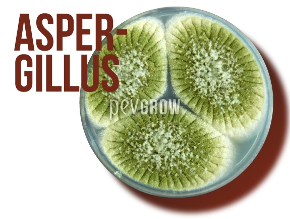 Immagine di Aspergillus che cresce su agar*