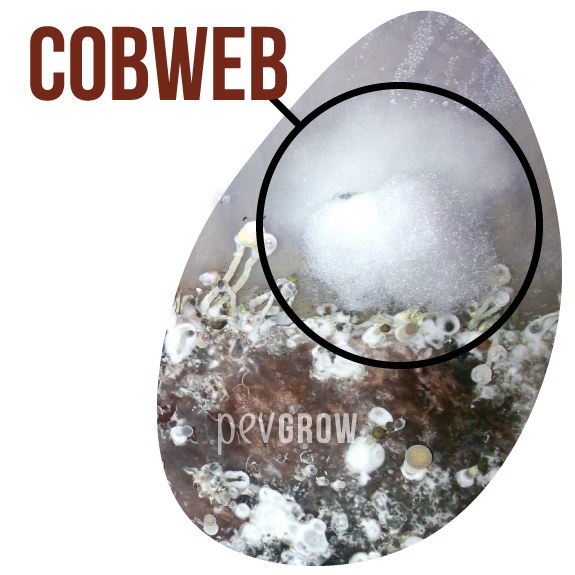 Picture of a Cobweb-type contamination*