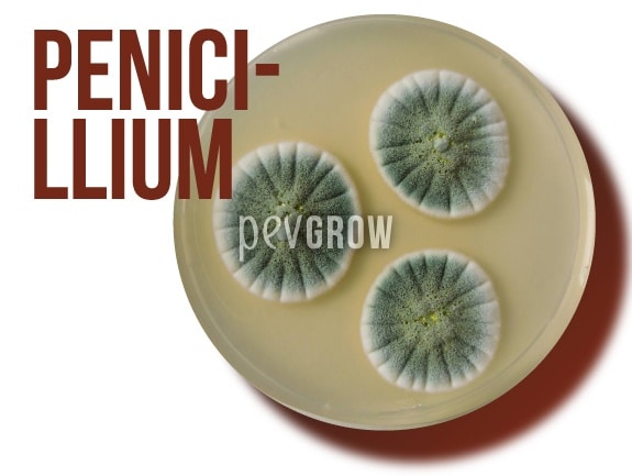 Picture of Penicillium fungus in full development*