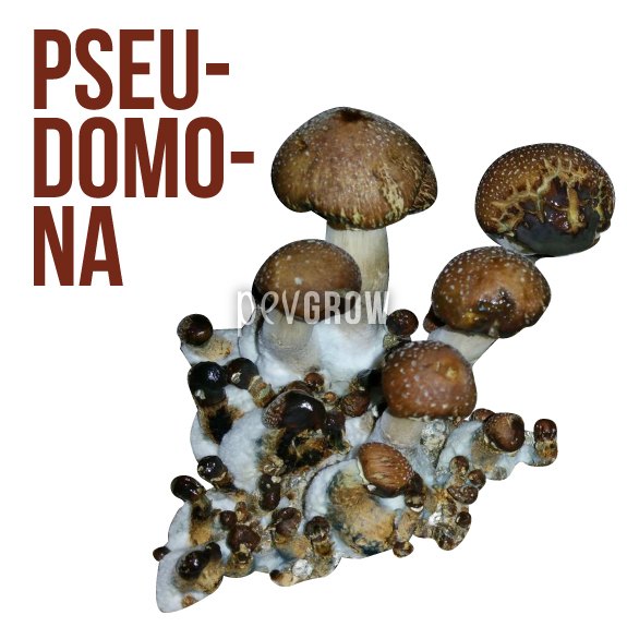 Image des dommages causés par la bactérie Pseudomona dans un psilocybe*.