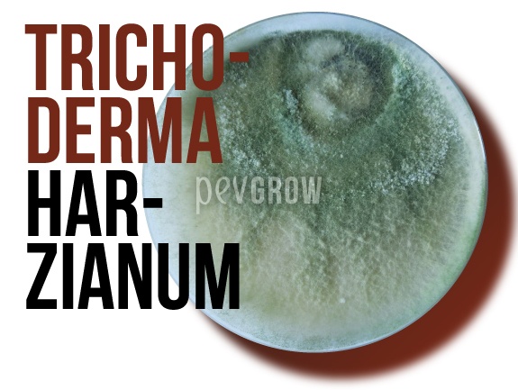 Fotografía que muestra una infección por Trichoderma Harzianum en agar*