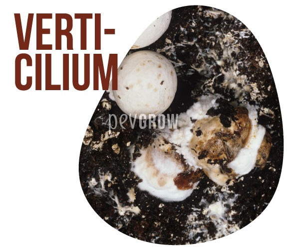 Picture of mushrooms affected by fungus Verticilium, also called Dry Bubble*