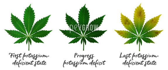 Image where you can see the evolution of a lack of Potassium in cannabis leaves