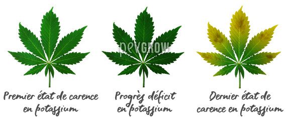 Image où vous pouvez voir l'évolution d'un manque de potassium dans les feuilles de cannabis