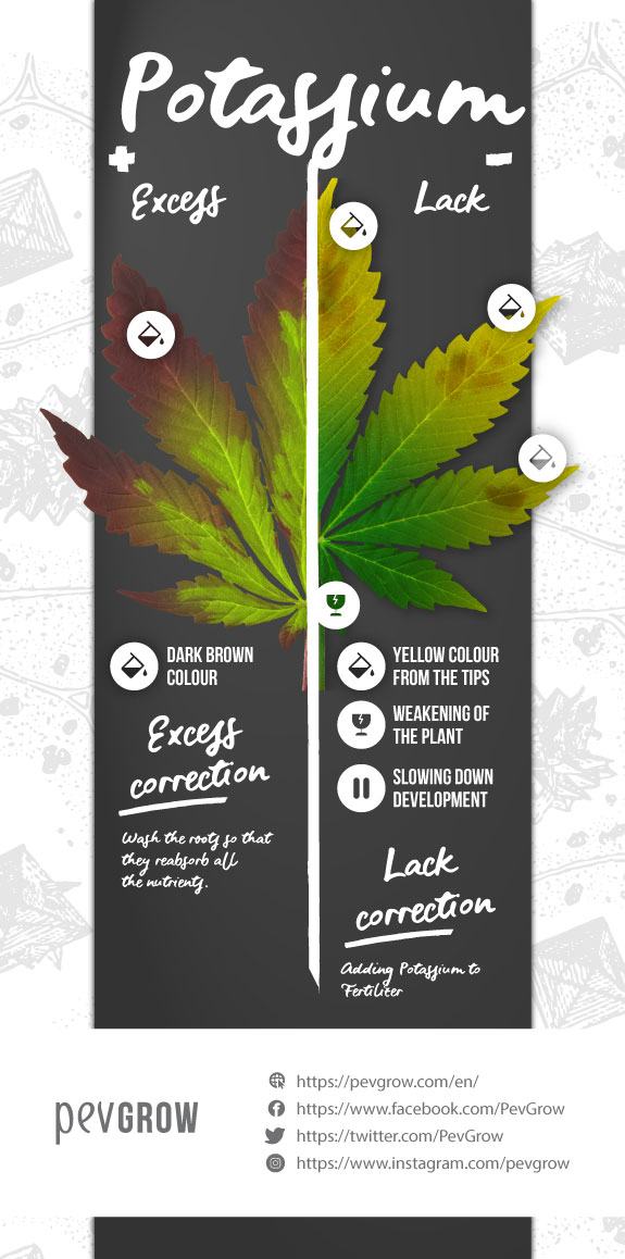 Infographics on Potassium Excess and Deficiency in a Cannabis Plant