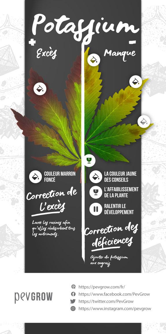 Infographie sur l'excès et la carence en potassium dans une plante de cannabis