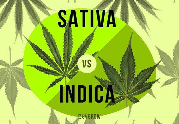 Sativa Vs indica varieties, characteristics and differences