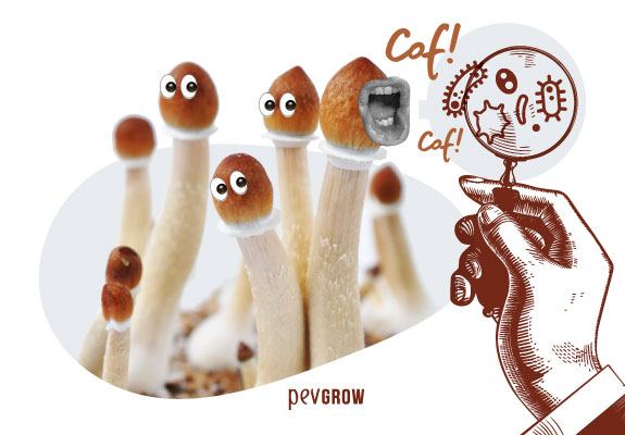 Image of humanized mushrooms and a hand with a magnifying glass trying to identify the problem