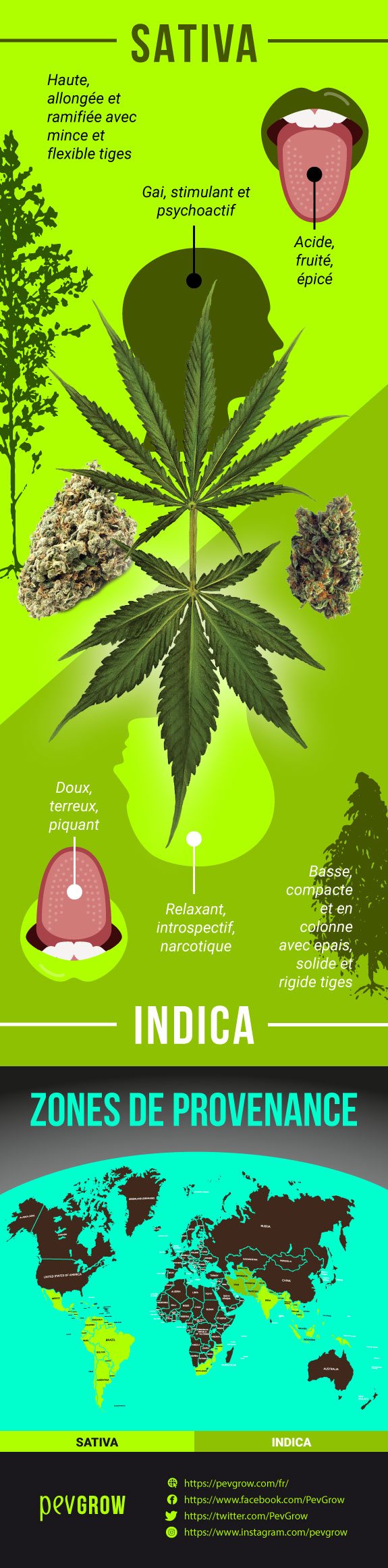 Infographie comparant les caractéristiques d'une plante Sativa et d'une plante Indica.