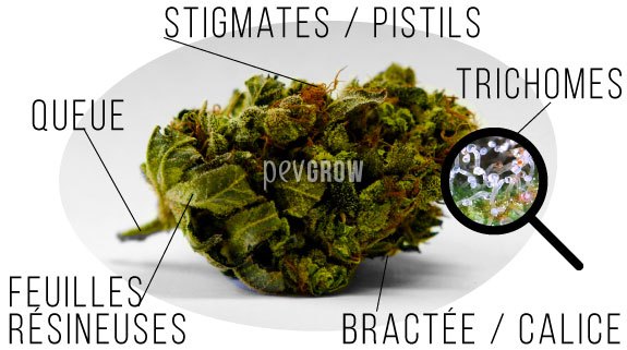 Les 5 différentes parties d'un bourgeon de cannabis