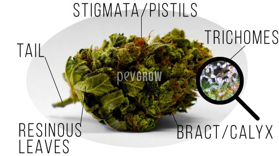 Cannabis Plant Parts