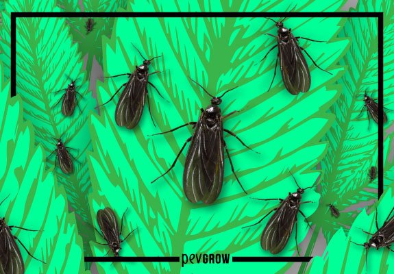 The plague of black flies in marijuana