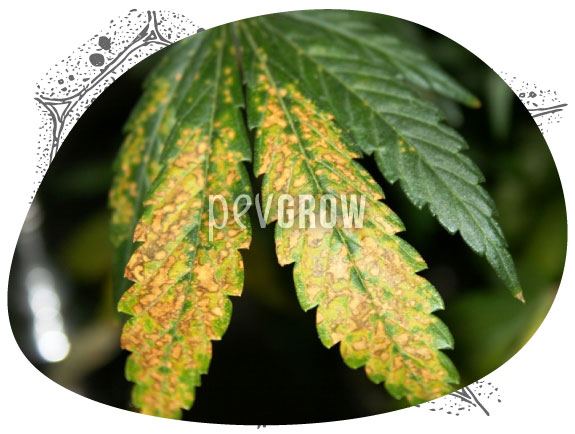 Image of a cannabis plant affected by a severe potassium deficiency*