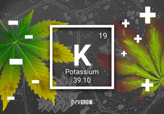 Chemical symbol for potassium with two cannabis leaves