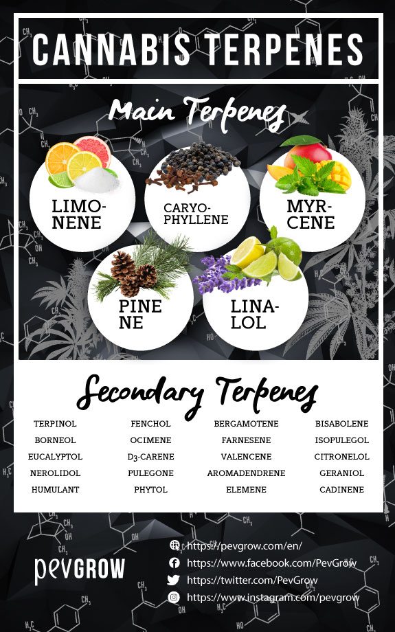 Summary of main and secondary terpenes