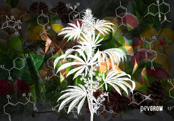 Plante de cannabis entourée de symboles chimiques de terpènes.