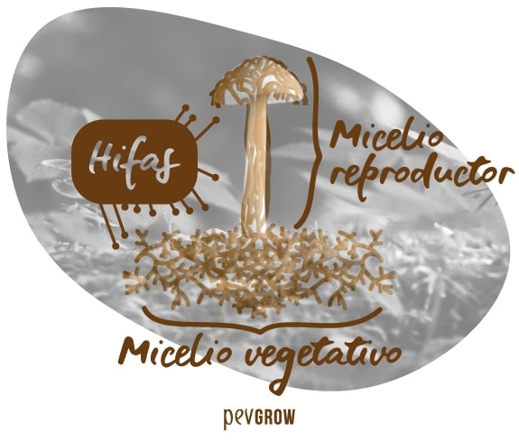Imagen que explica qué son las hifas y el micelio